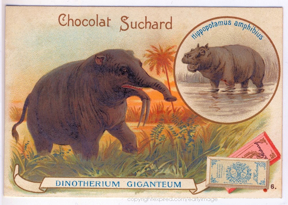 Dinotherium Suchard