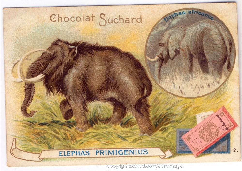 Elephas Primigenius