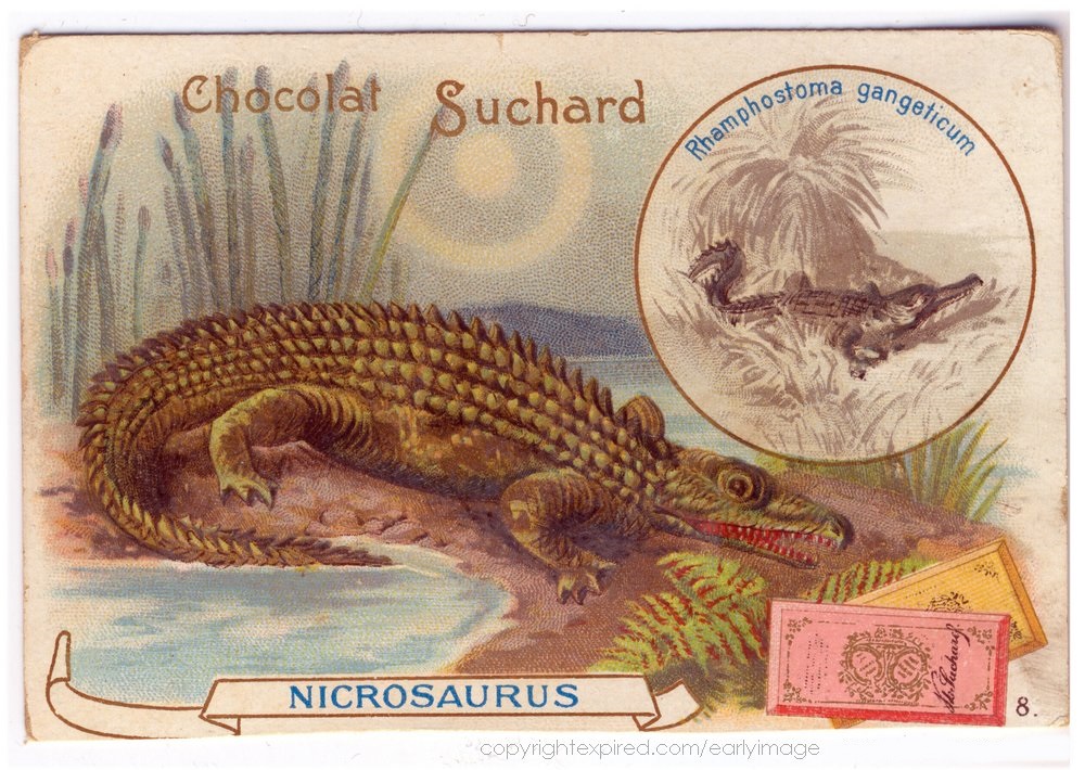 Nicrosaurus