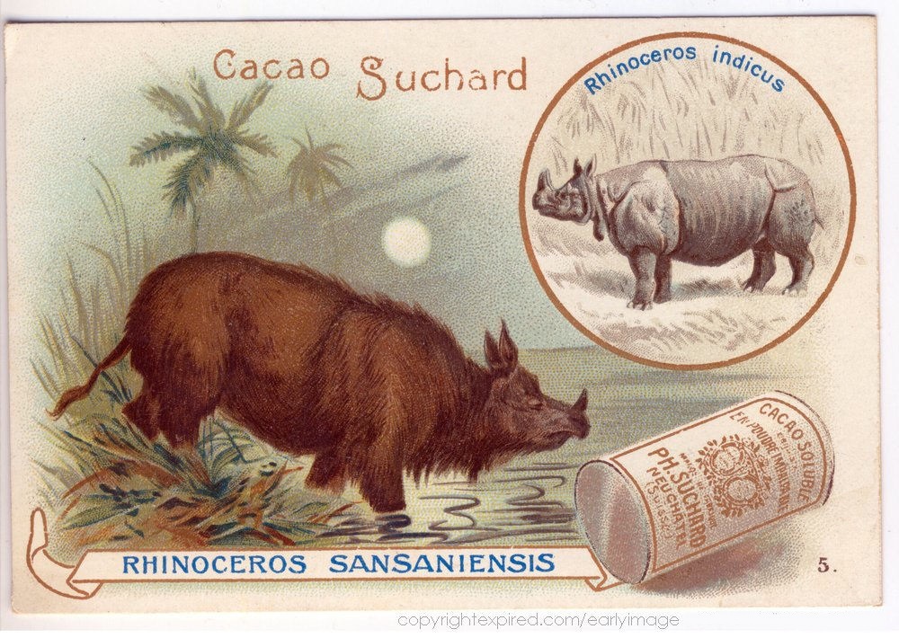 Rhinoceros Sansaniensis