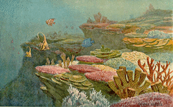 Coral Reefs