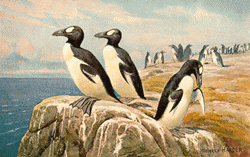 Great Auk Pinguinus Impennis