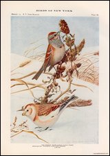Bunting-Sparrow