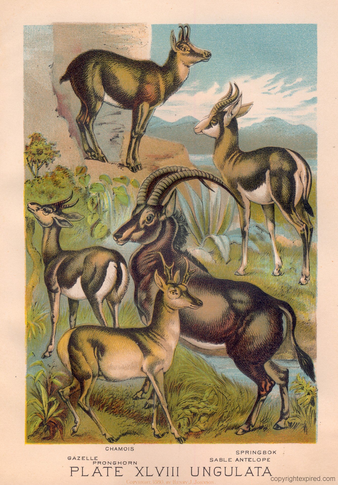 Chamois-Gazelle-Springbok-Antelope
