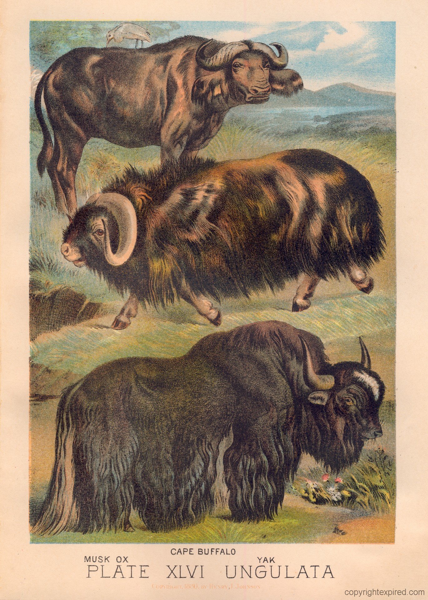 Animal Kingdom - Ox-Buffalo-Yak