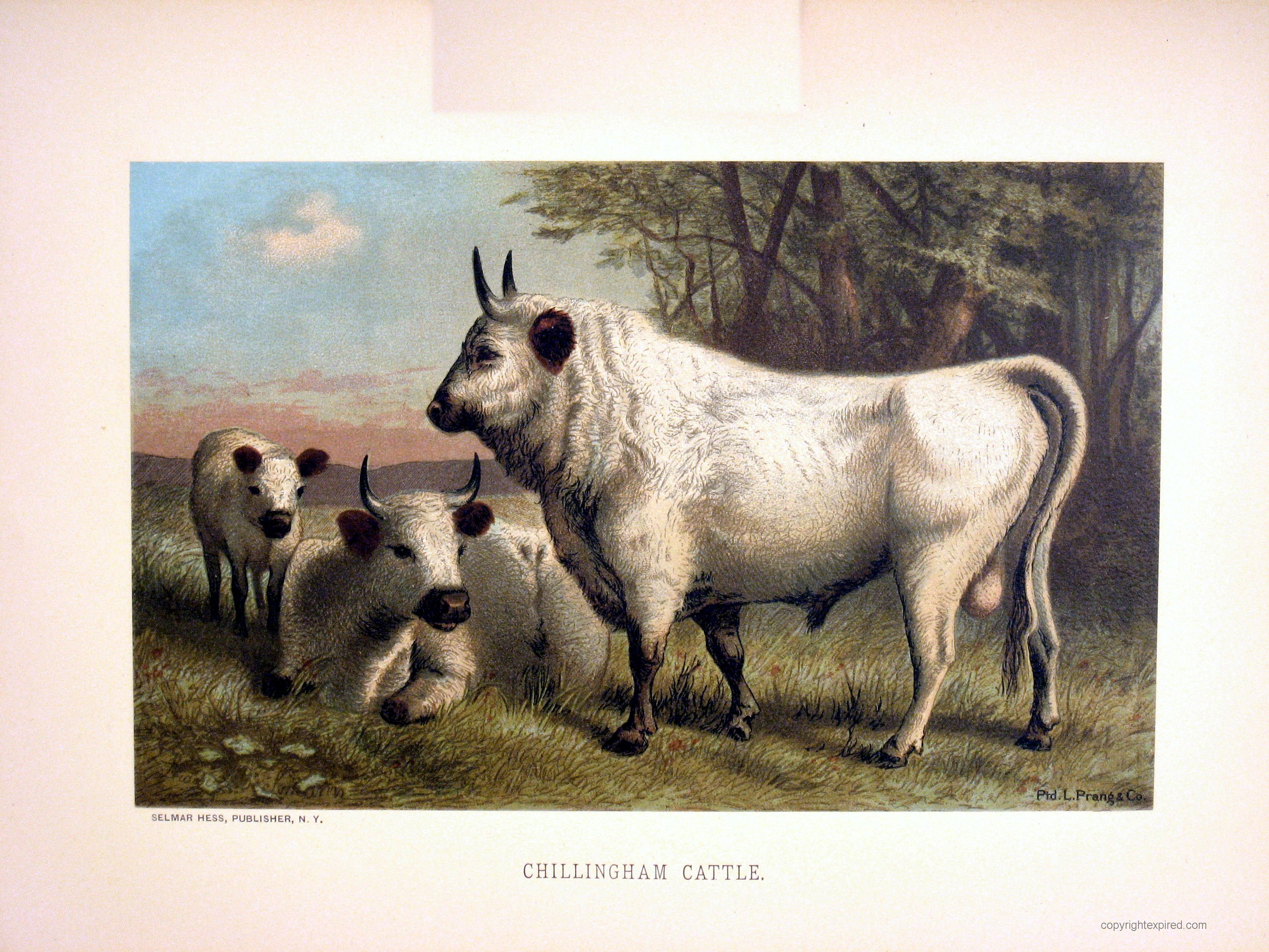 Chillingham-Cattle