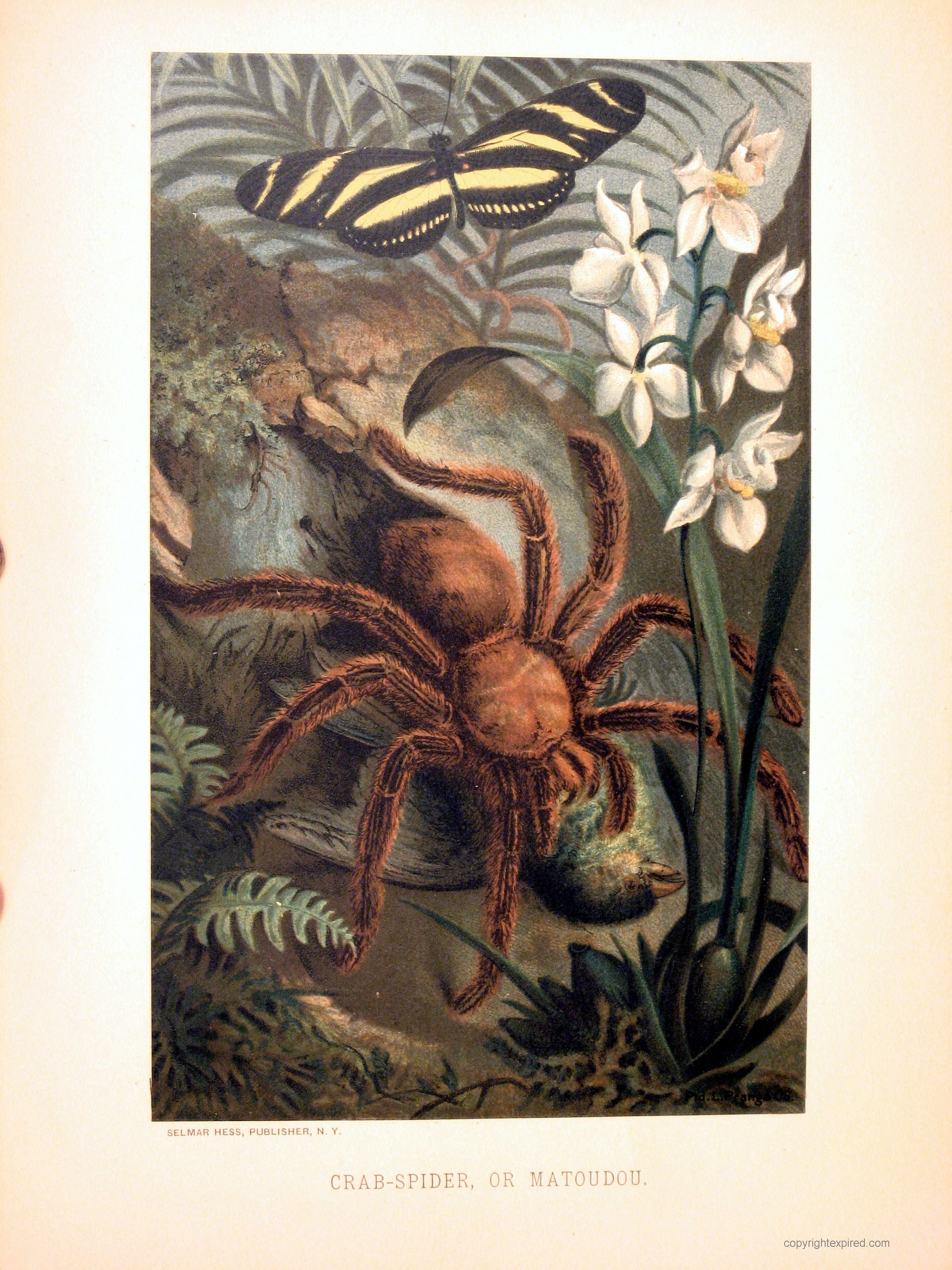 Crab-Spider-or-Matoudou