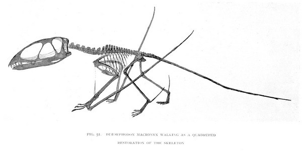 Dimorphodon2