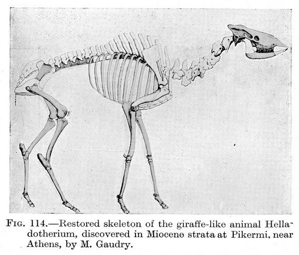 Helladotherium