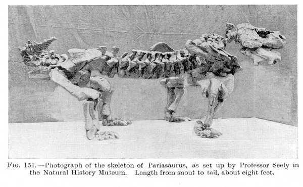 Pariasaurus