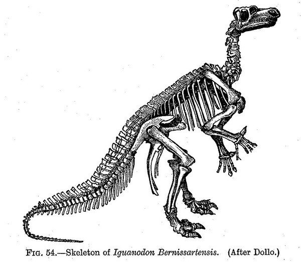 Iguanodon2
