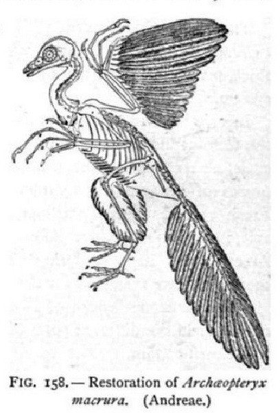 Archeopteryx Skeleton - 1
