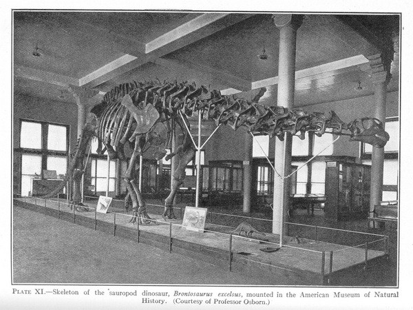 Brontosaurus Skeleton - 4