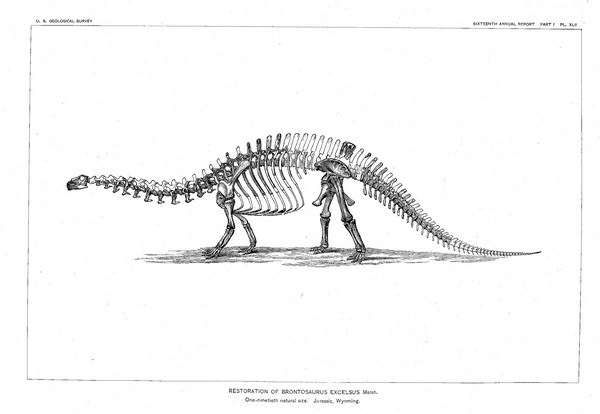 Brontosaurus Skeleton - 5