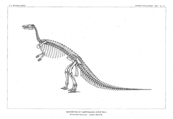 Camptosaurus Skeleton - 1