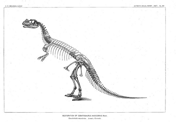 Ceratosaurus Skeleton
