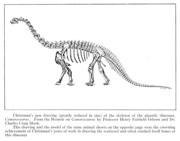 Camarasaurus Skeleton