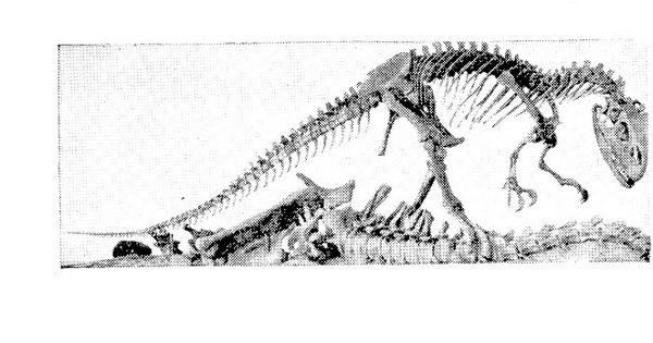 Allosaurus - 3