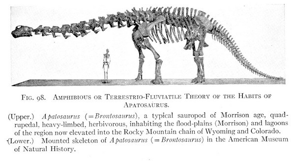 Apatosaurus Skeleton