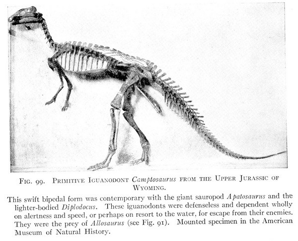 Camptosaurus Skeleton - 2