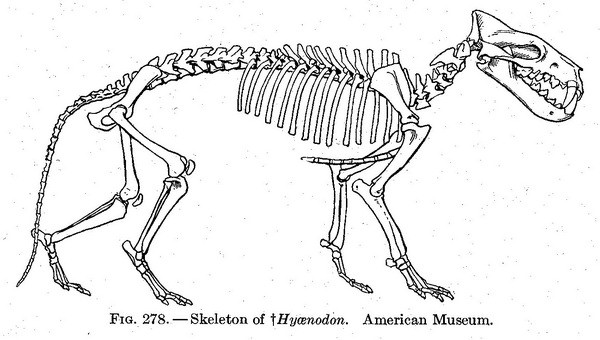 Hyaenodon