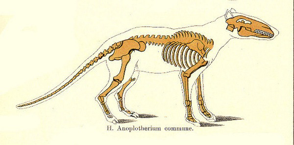 Anoplotherium Skeleton - 3