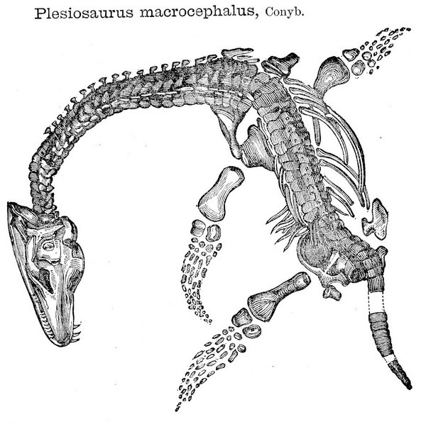 Plesiosaurus2