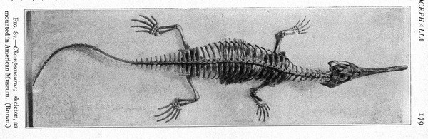 Champsosaurus Skeleton