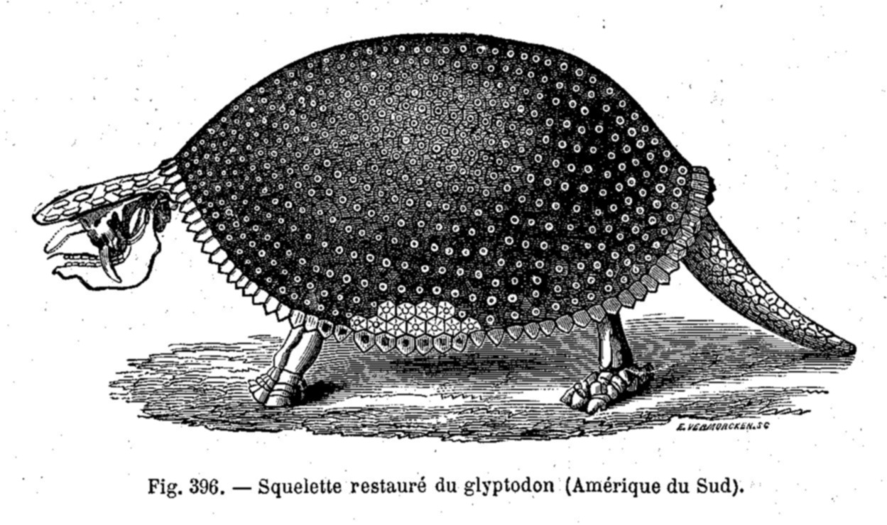 Glyptodon