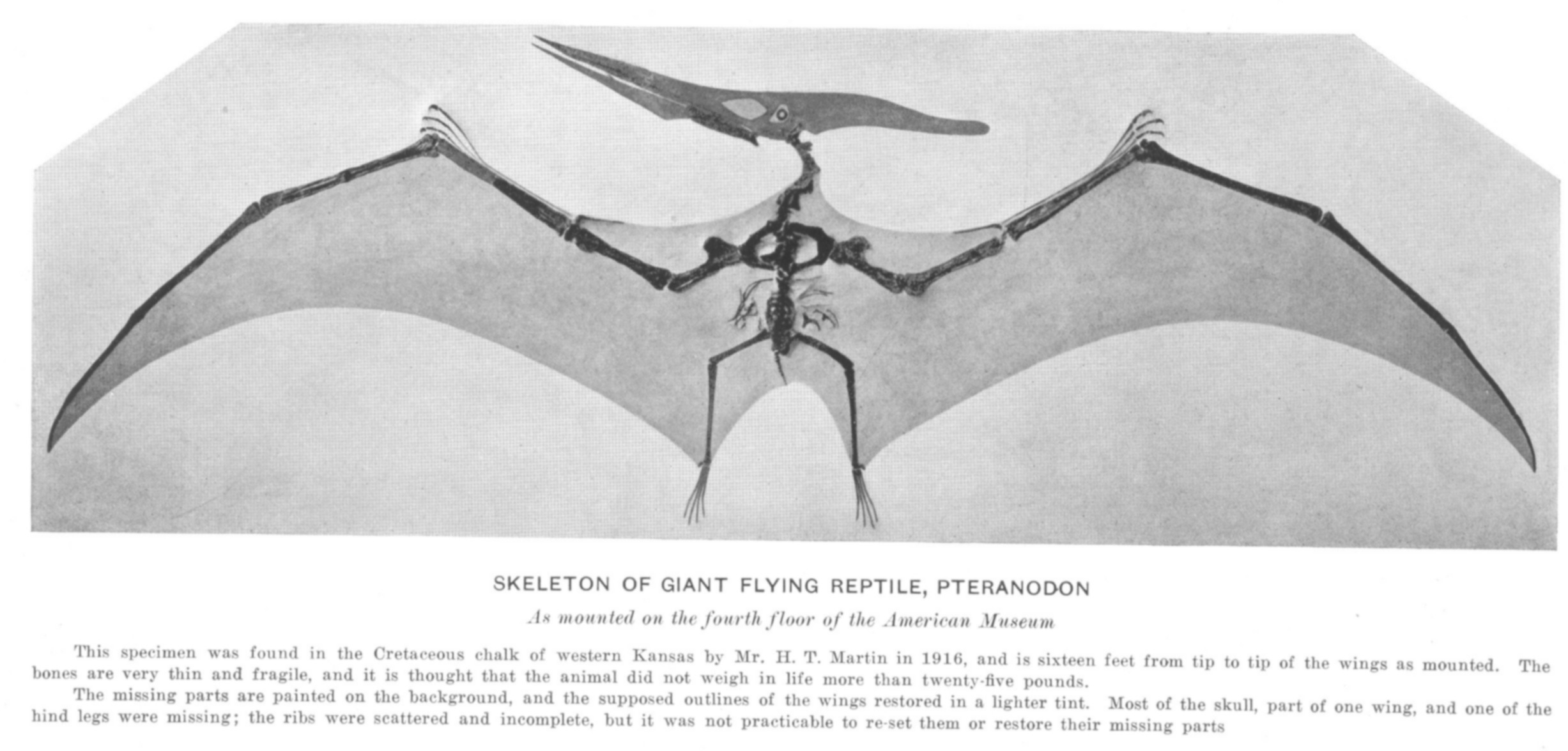 large_naturalhistory1920_pteranodon.jpg