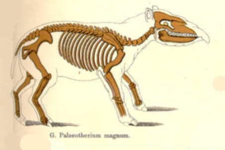 Paleotherium