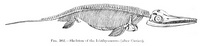 Ichthyosaurus - 4