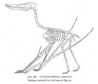 Cycnorhamphus Suevicus
