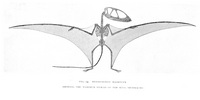 Dimorphodon Macronyx - 1
