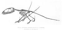 Dimorphodon Macronyx - 3