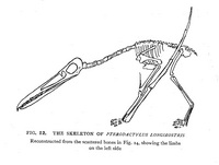 Pterodactylus - 1