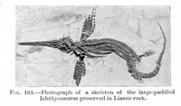 Ichthyosaurus - 8