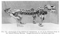 Pareiasaurus - 3