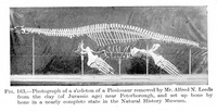 Plesiosaurus - 3