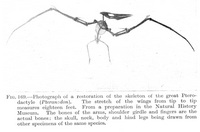 Pteranodon - 4