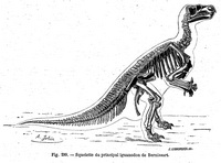 Iguanodon - 4