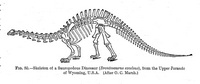 Brontosaurus - Sauropodous Dinosaur