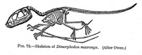 Dimorphodon Macronyx - 2