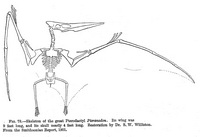 Pteranodon - 1