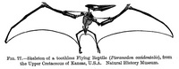 Pteranodon - 3