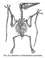 Pterodactylus - 2