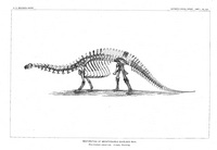 Brontosaurus Restoration