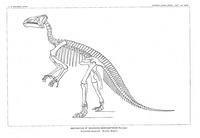 Iguanodon - 2