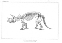 Triceratops - 1