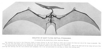 Pteranodon - 2